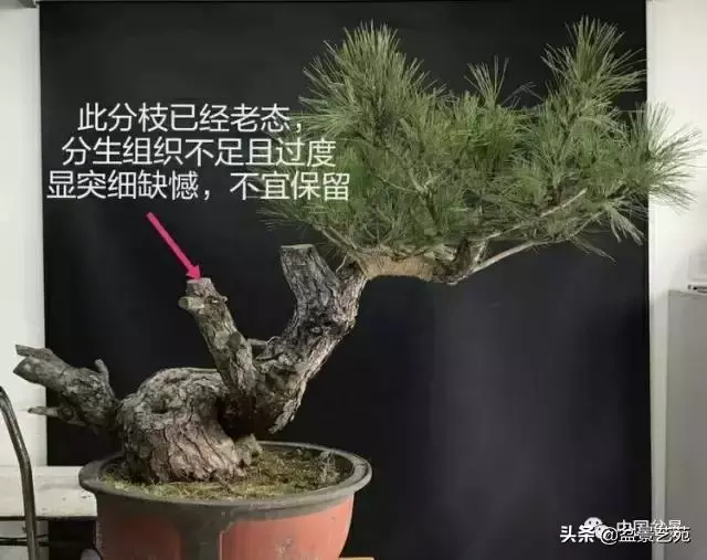 當代盆景藝術家史佩元《鳳凰涅槃》的創作軌跡