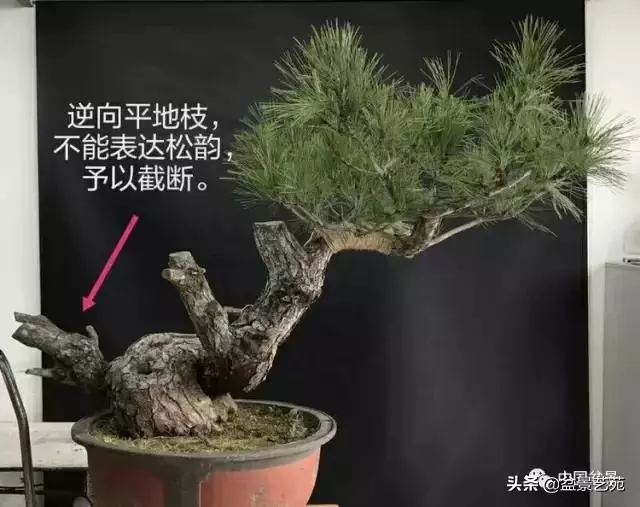 當代盆景藝術家史佩元《鳳凰涅槃》的創作軌跡