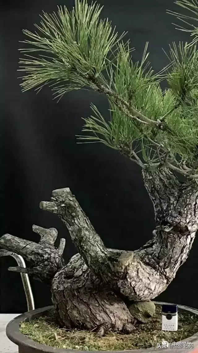 當代盆景藝術家史佩元《鳳凰涅槃》的創作軌跡