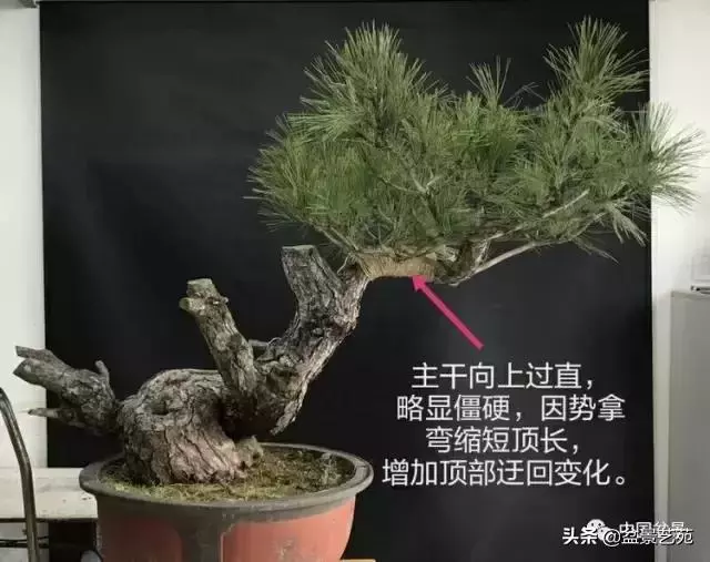 當代盆景藝術家史佩元《鳳凰涅槃》的創作軌跡