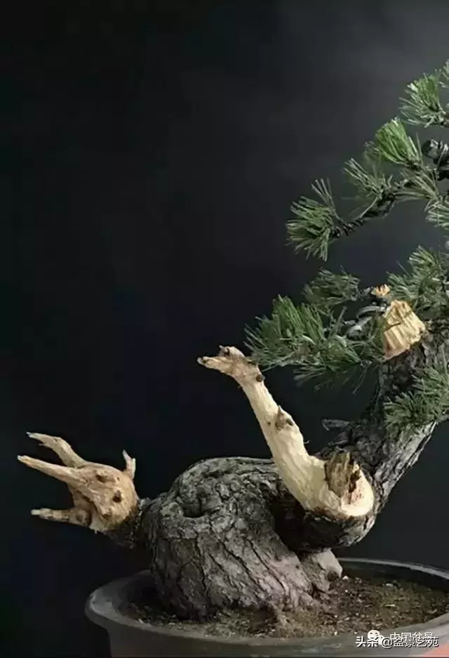 當代盆景藝術家史佩元《鳳凰涅槃》的創作軌跡