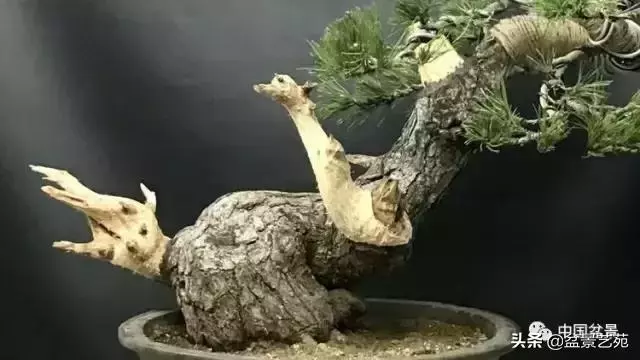 當代盆景藝術家史佩元《鳳凰涅槃》的創作軌跡