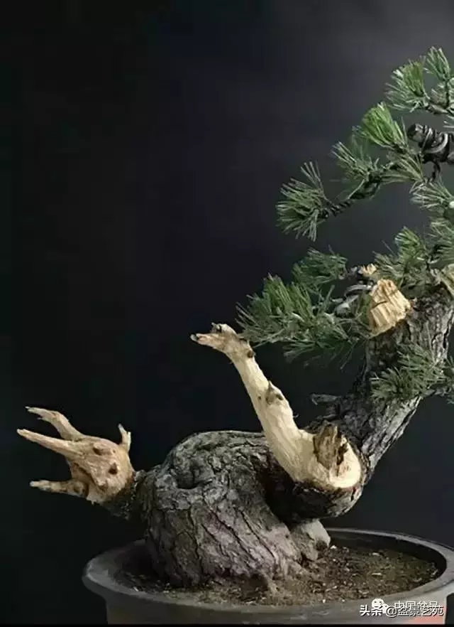 當代盆景藝術家史佩元《鳳凰涅槃》的創作軌跡