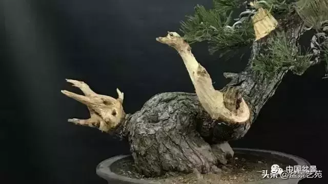 當代盆景藝術家史佩元《鳳凰涅槃》的創作軌跡