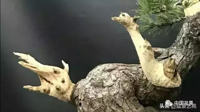 當代盆景藝術家史佩元《鳳凰涅槃》的創作軌跡