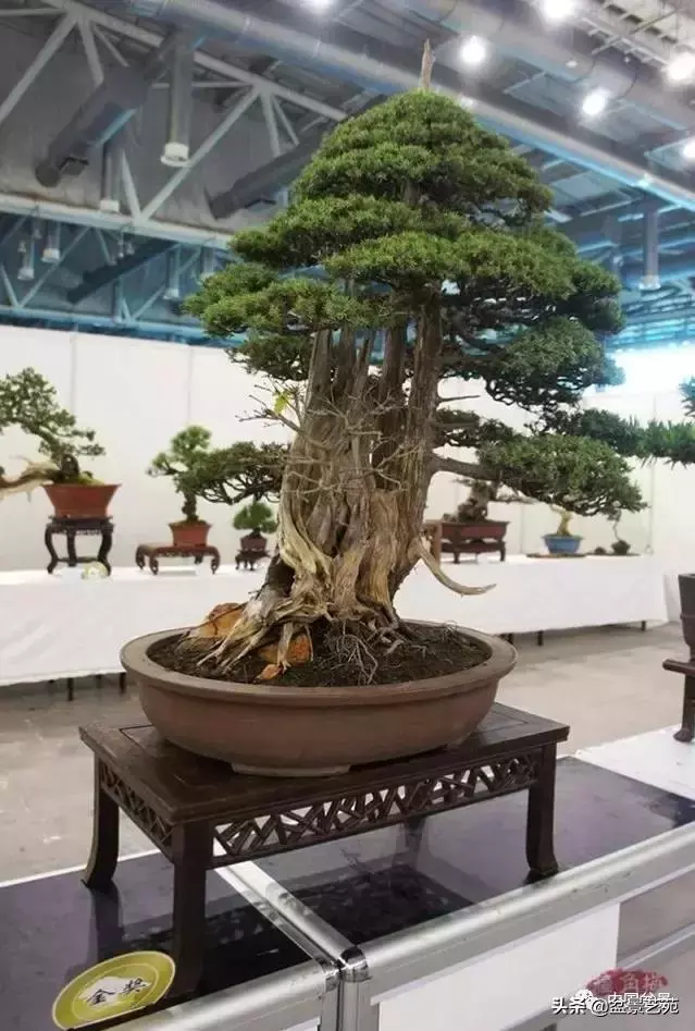 當代盆景藝術家史佩元《鳳凰涅槃》的創作軌跡