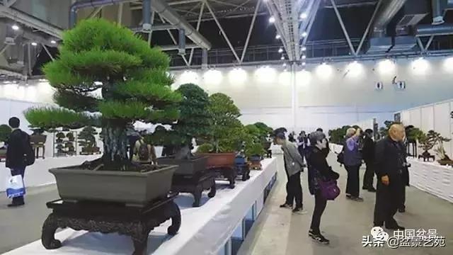 當代盆景藝術家史佩元《鳳凰涅槃》的創作軌跡
