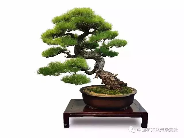 愛木盆景I 赤松造型之要