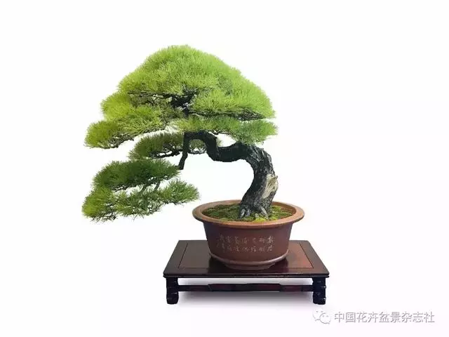 愛木盆景I 赤松造型之要
