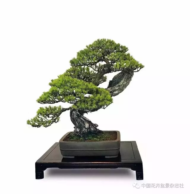 愛木盆景I 赤松造型之要