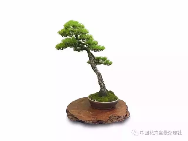 愛木盆景I 赤松造型之要