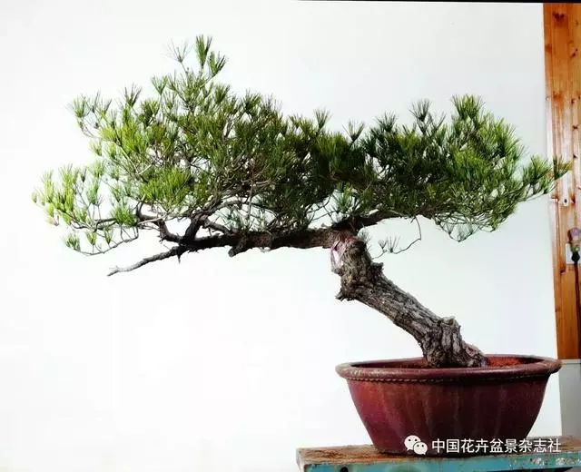 愛木盆景I 赤松造型之要