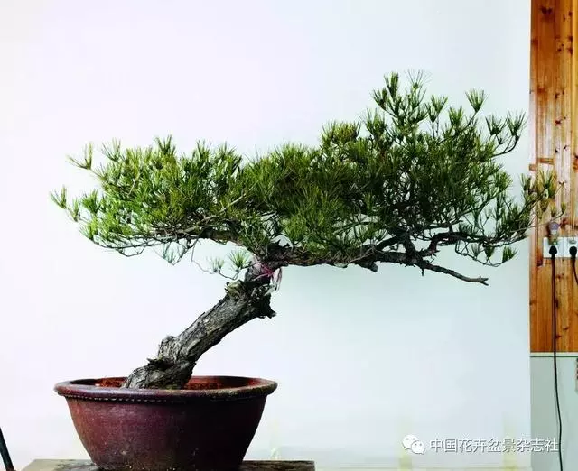 愛木盆景I 赤松造型之要