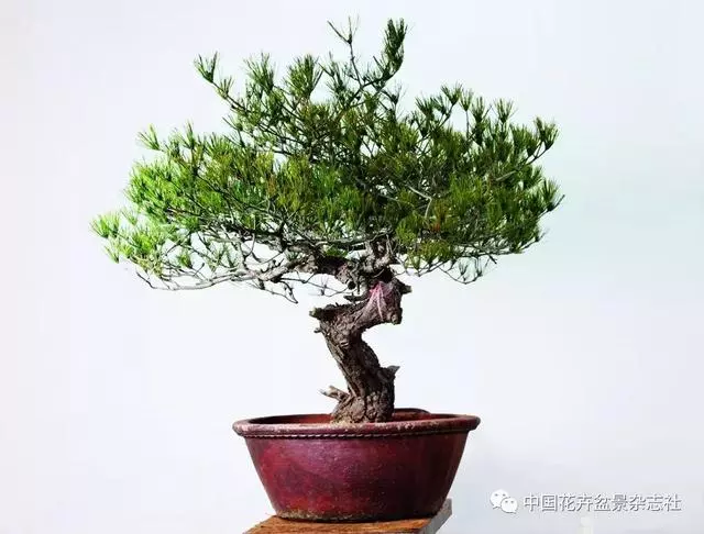 愛木盆景I 赤松造型之要
