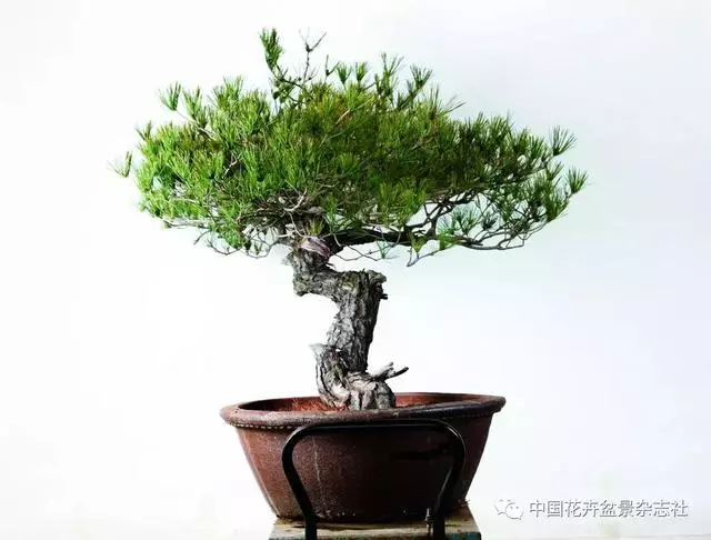 愛木盆景I 赤松造型之要