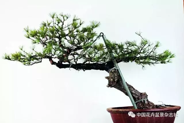 愛木盆景I 赤松造型之要