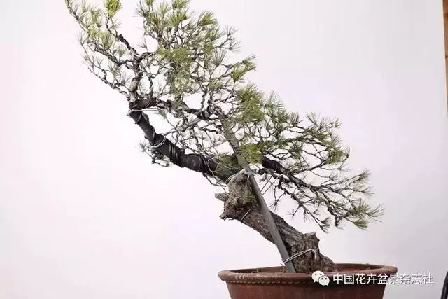 愛木盆景I 赤松造型之要