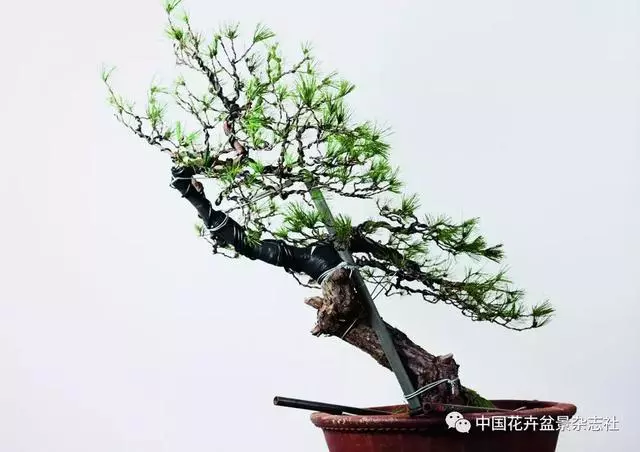 愛木盆景I 赤松造型之要