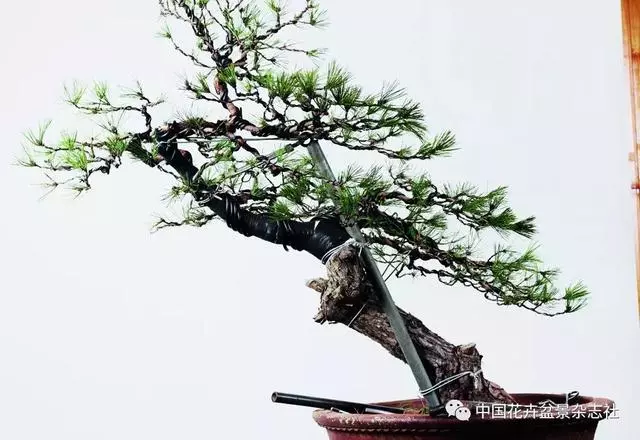 愛木盆景I 赤松造型之要
