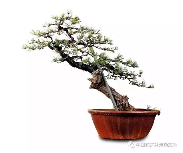 愛木盆景I 赤松造型之要