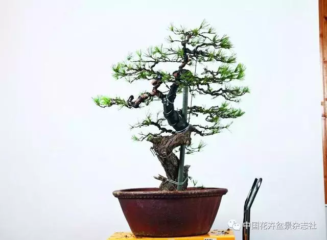 愛木盆景I 赤松造型之要