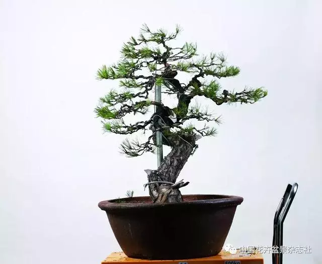 愛木盆景I 赤松造型之要