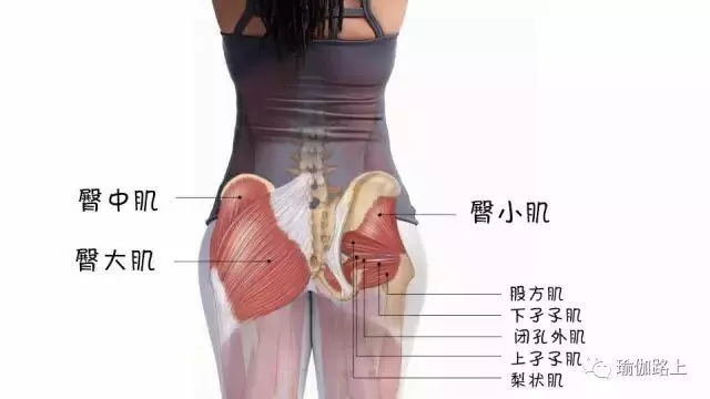 翹臀--除了深蹲,重新啟動臀部肌肉是關鍵!(收藏級)