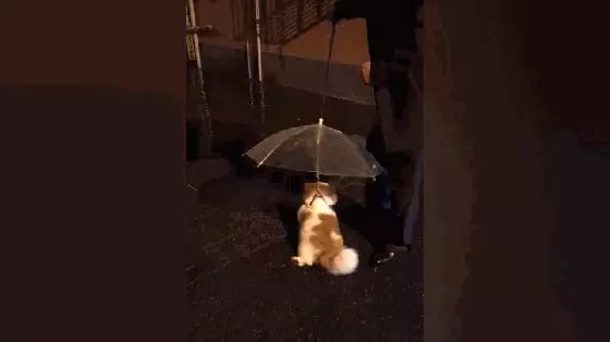 爺爺帶18歲老狗雨夜遛彎,自製狗雨傘給汪遮雨,超暖心