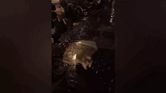 爺爺帶18歲老狗雨夜遛彎,自製狗雨傘給汪遮雨,超暖心