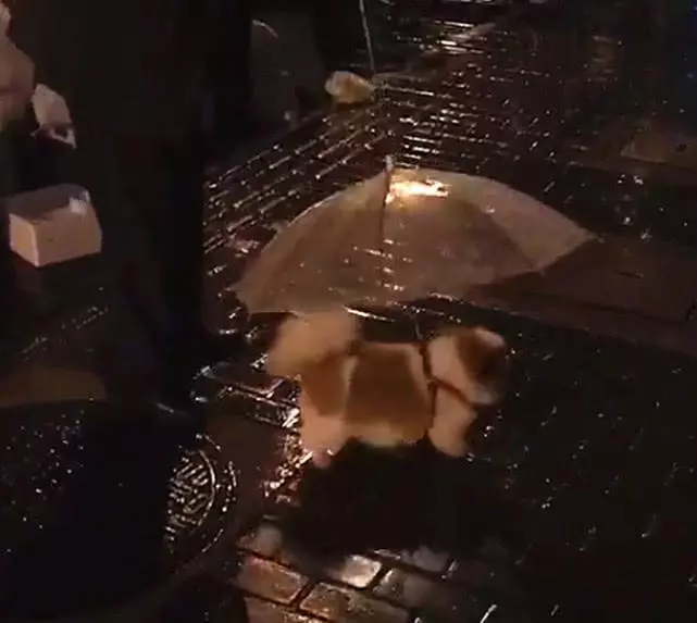 爺爺帶18歲老狗雨夜遛彎,自製狗雨傘給汪遮雨,超暖心