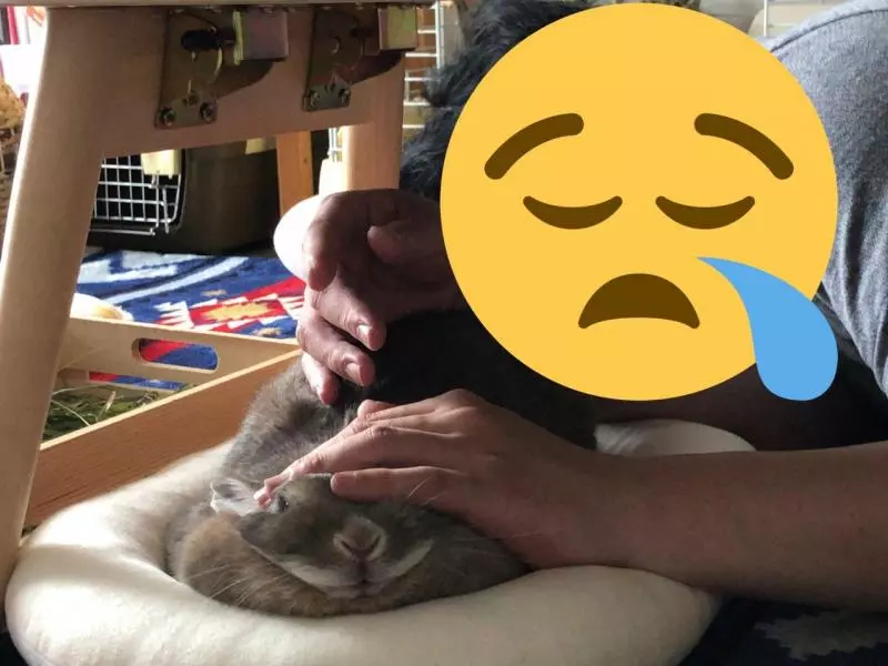 主人摸兔兔不小心睡著… 醒來看見一團「委屈麻糬」:我都不敢動QQ