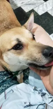 狗狗堵住樓梯不走,一系列心虛舉動,主人一秒識破:肯定做壞事了
