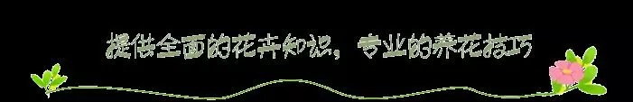 這2種花養在客廳,家裡有人吸菸也不怕,它們全給吸走