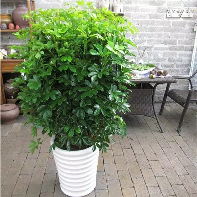 這2種花養在客廳,家裡有人吸菸也不怕,它們全給吸走