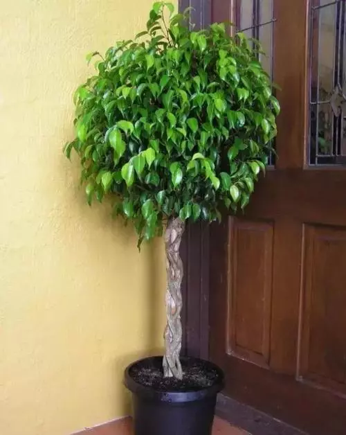 這2種花養在客廳,家裡有人吸菸也不怕,它們全給吸走