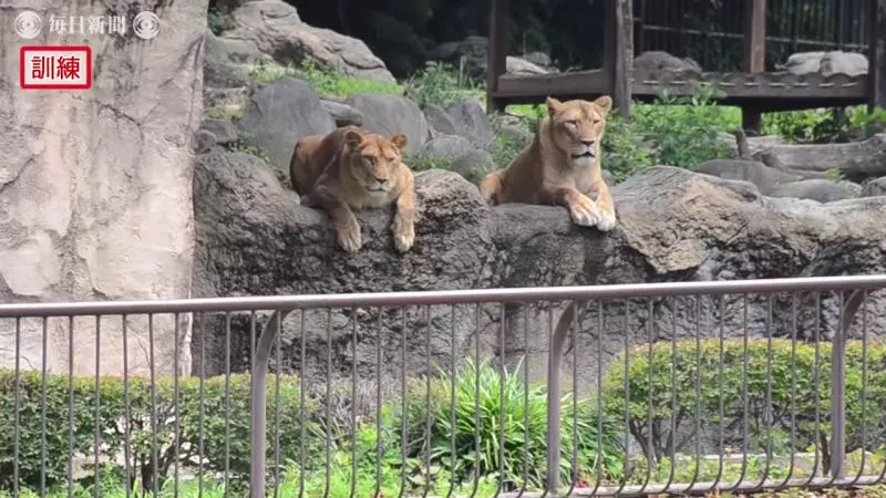 真工讀生!動物園「超ㄎㄧㄤ演習」 布偶獅子下一秒被抬走超好笑