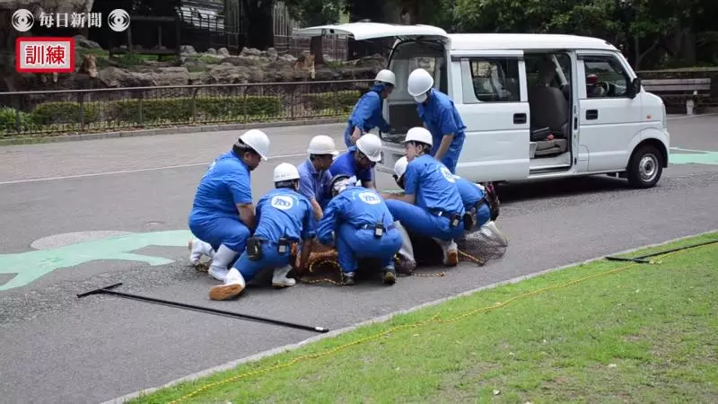 真工讀生!動物園「超ㄎㄧㄤ演習」 布偶獅子下一秒被抬走超好笑