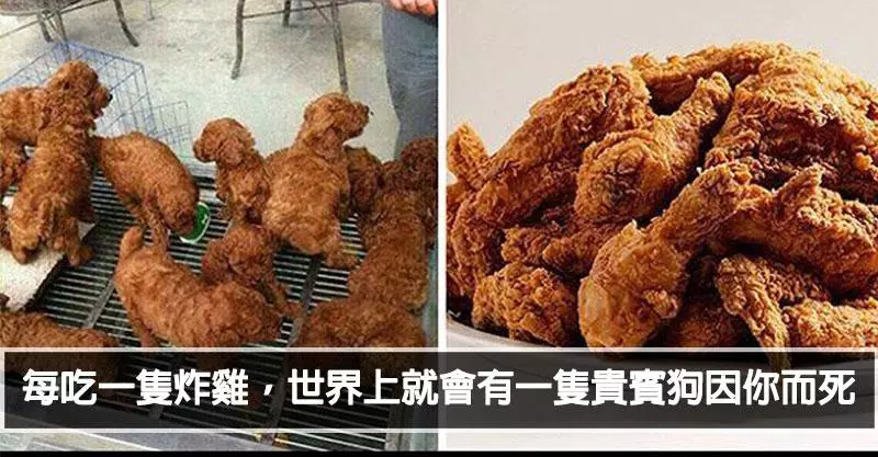 6張「沒有買賣就沒有傷害」勸世爆笑圖 每吃一口蚵仔「就有巴哥犧牲」