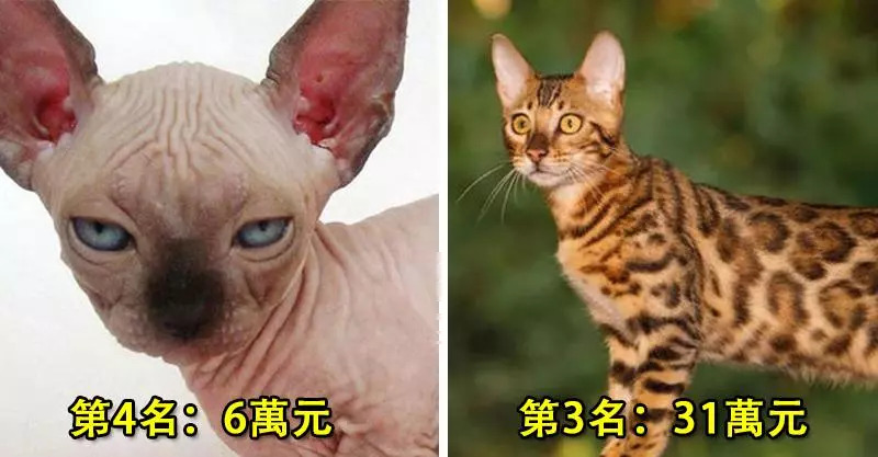 這就是世界上「TOP10最貴的貓品種」!第一名美到像精靈一樣...但價格可以買房了