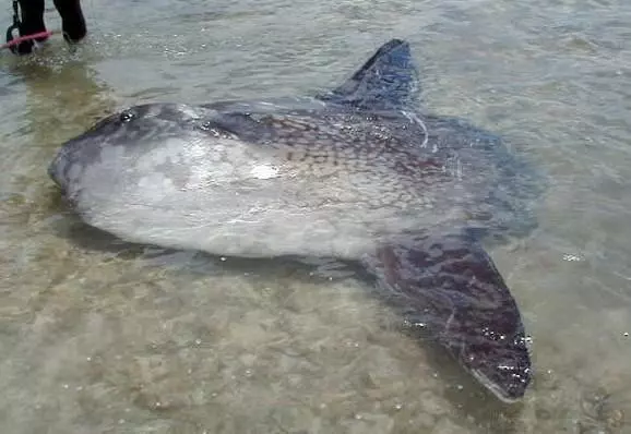 世界最遲鈍の魚!| 曼波魚 被咬還發呆...研究人員:沒滅亡只因很會生