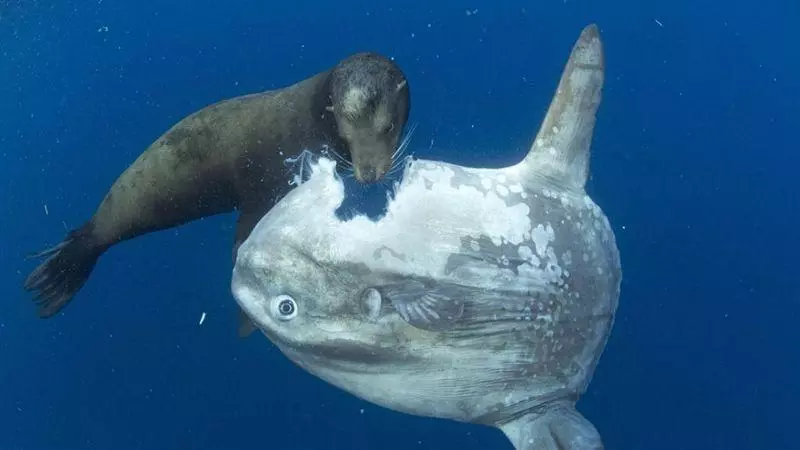 世界最遲鈍の魚!| 曼波魚 被咬還發呆...研究人員:沒滅亡只因很會生