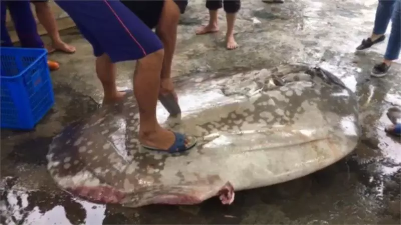 世界最遲鈍の魚!| 曼波魚 被咬還發呆...研究人員:沒滅亡只因很會生
