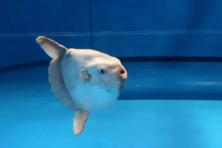 世界最遲鈍の魚!| 曼波魚 被咬還發呆...研究人員:沒滅亡只因很會生