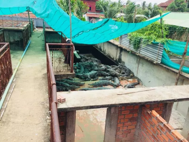 父母隨處放寶寶 滾落鱷魚池 啃剩頭顱