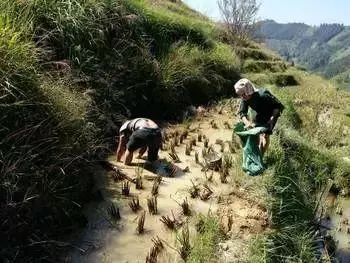 貴州從江5大特色美食~你吃過幾種?