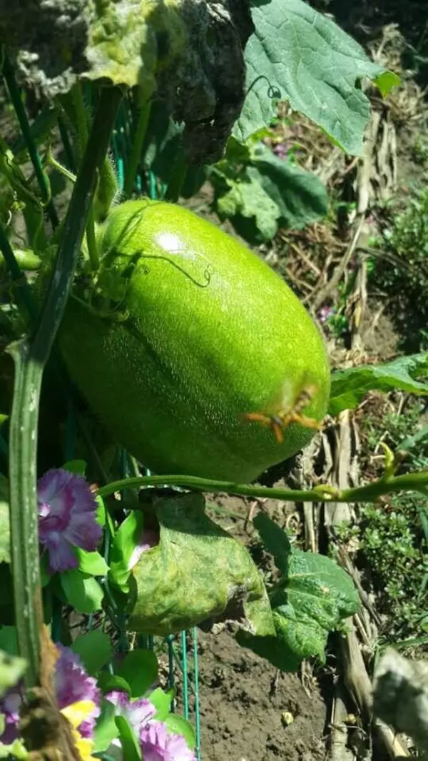 夏天想減肥?多吃4種食物,通便排毒,刮油減脂,甩掉大肚腩