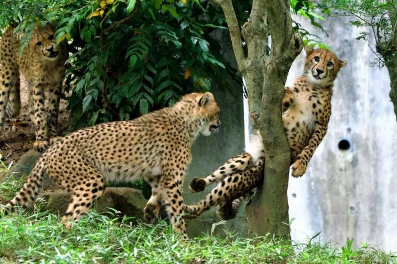 快來救我啦~動物園萌豹「不小心卡樹上」 秒露出大貓表情求救