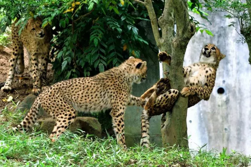 快來救我啦~動物園萌豹「不小心卡樹上」 秒露出大貓表情求救