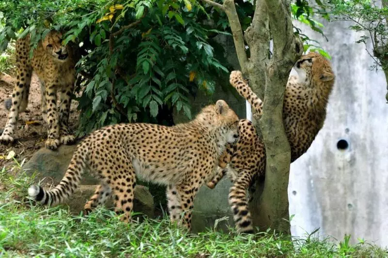 快來救我啦~動物園萌豹「不小心卡樹上」 秒露出大貓表情求救