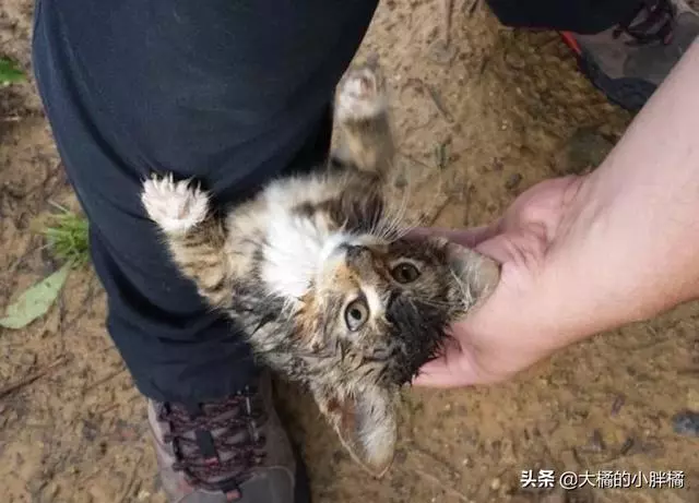 小伙下車抽菸,卻被一隻濕漉漉的小貓抱住右腳,不讓上車就不讓走